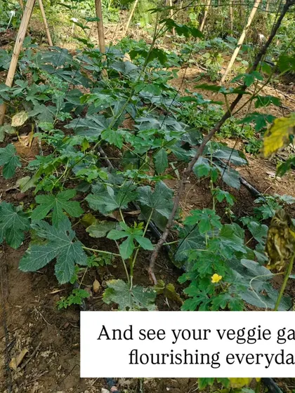 And then comes the magic. With the foundation laid, you can watch your veggie garden flourish day by day, growing into a lush and productive space.