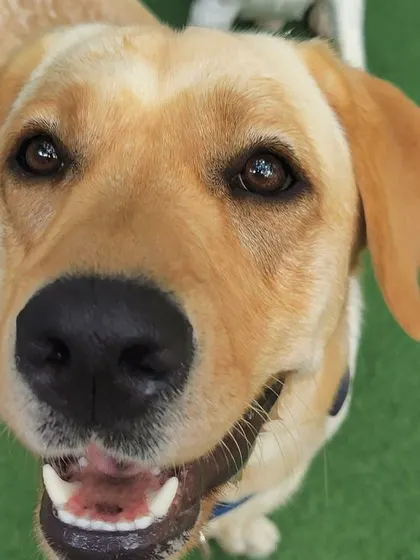 This Labrador's eyes are full of expression and happiness. It’s a look that says, "I'm having a great day!"