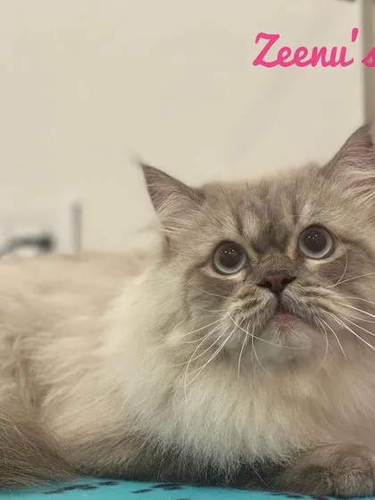 Spark is a gorgeous lilac point Persian with the most expressive eyes. Keeping lighter-colored long fur clean and bright is a key part of my grooming service, using premium shampoos that are gentle on their skin and coat.