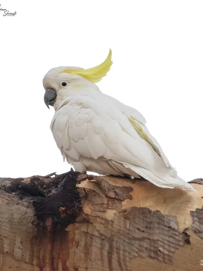 A high-key shot of an iconic Australian Sulphur-Crested Cockatoo. I was pleased with this because I managed to keep all the detail in the white plumage without blowing out the highlights, which can be tricky with white birds.