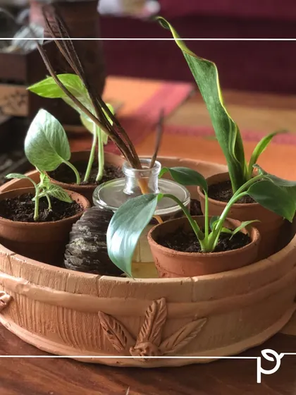 A beautiful terracotta tray holding several small terracotta pots. This is a great way to create a miniature garden centerpiece while adhering to sustainable and natural principles.