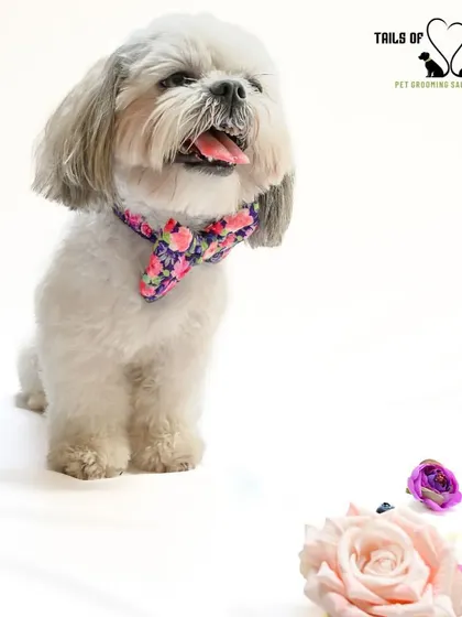 This handsome Shih Tzu is looking sharp with a floral bow tie. We love capturing our clients' personalities in fun and creative photoshoots.
