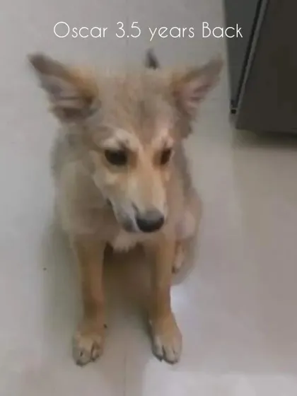 This was Oscar 3.5 years ago. A small, scared pup. His journey is a testament to the power of rescue.