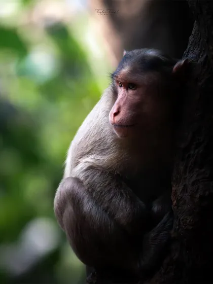 A monkey finds a moment of solitude, clinging to a tree trunk and looking out into the forest. The lighting creates a quiet, contemplative mood.