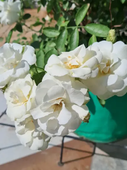 Another view of my white rose bush.