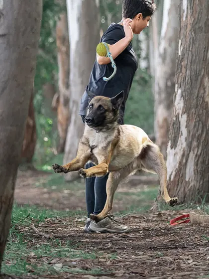 This action shot captures the grace and power of a Belgian Malinois in motion. It's a great example of what's possible in an outdoor setting.