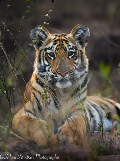 Another shot of the young tiger, Veer. You can see the curiosity and developing confidence in his eyes even at a young age.