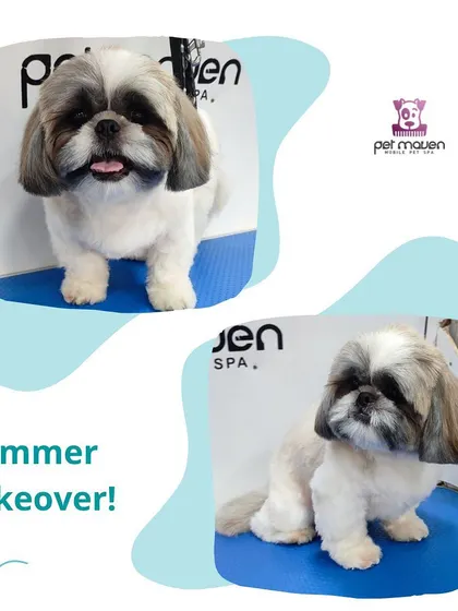 Another fantastic summer makeover. We gave this Shih Tzu a practical and cute haircut, ensuring they are ready for fun in the sun without the hassle of a heavy coat.