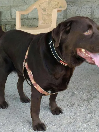 A handsome Chocolate Labrador looking happy and relaxed. It's the perfect expression of a dog on a great vacation.