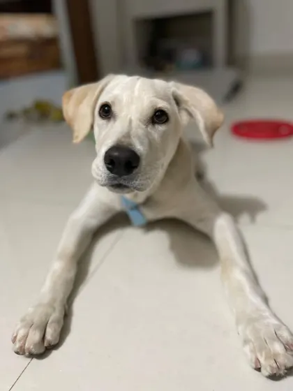 UPDATE: ADOPTED. Lucky, a 3-month-old Lab mix, has found his forever home. He is a high-energy pup who loves the company of other dogs.