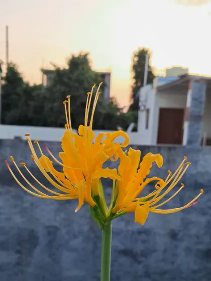 A Lycoris Lily against the evening sky.