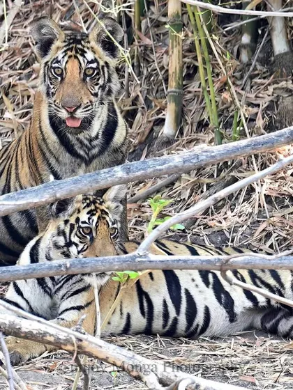 There is a certain magic to those stripes and those eyes, seen through the tangled branches of the Central Indian jungles. These two sub-adults, resting but alert, represent the future of their kind, a fragile hope nestled in the heart of the forest.