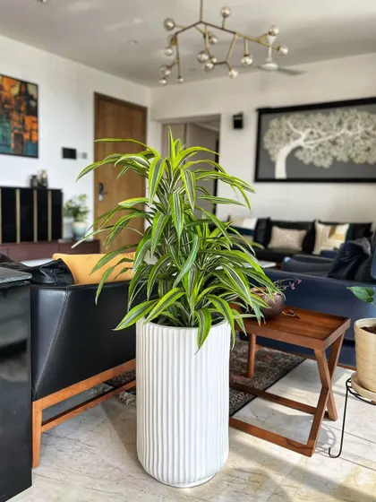 The Dracaena Lemon Lime is one of our favorites due to its striking lime green and silvery grey stripes. It's a slow-growing, easy-care plant that adds a perfect dash of color and style to your home.