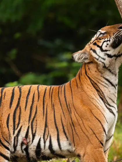 A full-frame, up-close shot of a tigress rubbing her cheek against a tree to mark her territory. This intimate perspective reveals the texture of her fur and the focus in her expression.