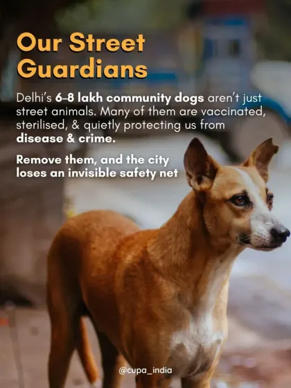This post explains the vital role of community dogs as "Street Guardians." Vaccinated and sterilized, they form an invisible safety net against disease and crime.