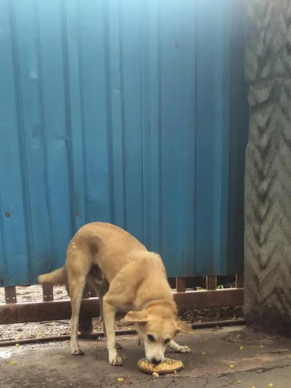 Another dog from my daily feeding route, enjoying his meal next to a gate. I try to find quiet spots for them to eat peacefully.