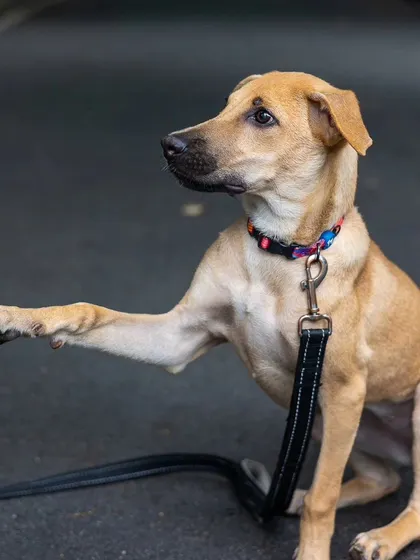 A full-body shot of Kadhali practicing her "paw" command. This demonstrates not just a cute trick, but the result of patient, positive reinforcement training.