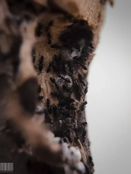 A colony of ants on a tree trunk. This macro shot gives a glimpse into the busy, organized world of insects.