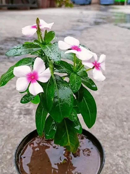 A beautiful periwinkle flower thriving in a pot. Gardening is about enjoying the little things and appreciating the beauty that can be grown with just a little bit of soil, water, and care.