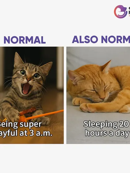 It's normal for a cat to be super playful at 3 a.m. It's also normal for a cat to sleep 20 hours a day. That's just cat life.