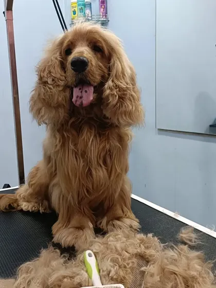This Cocker Spaniel, Golmorich, came in with a heavily matted coat. Instead of a full shave, I was able to carefully work through the mats and save her beautiful long fur, just in time for the festival.