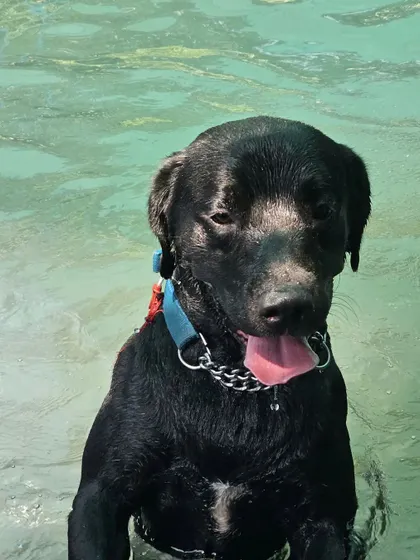 A happy black Lab enjoying the cool water. Regular swimming can help with weight management and improve cardiovascular health in dogs.