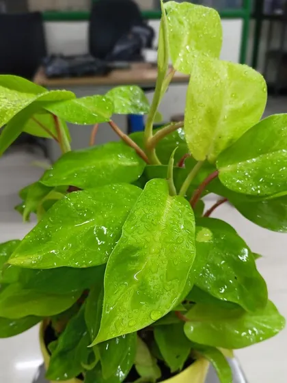 The Neon Pothos stands out with its bright, chartreuse-colored leaves. It's a cheerful and easy-care plant that can brighten up any low-light corner of your home.