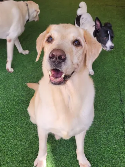 A happy Labrador, the perfect family dog.