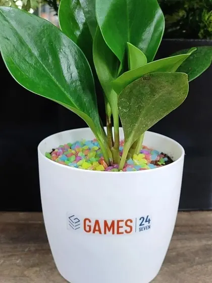 A Peperomia plant gift, also part of the Earth Day delivery. Its glossy, round leaves make it a very attractive desk plant.