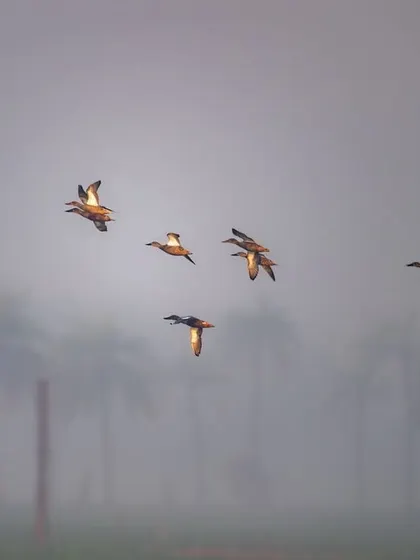 A flock of Northern Shovelers flying through the morning fog. The silhouettes of the palm trees in the background give a strong sense of location.