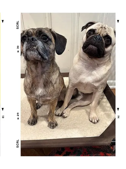 Louie, a pug graduate, with his housemate. He used to be aggressive and mark in the home, but with a behavior mod bootcamp, we rebuilt his relationship with his family and taught him better habits.