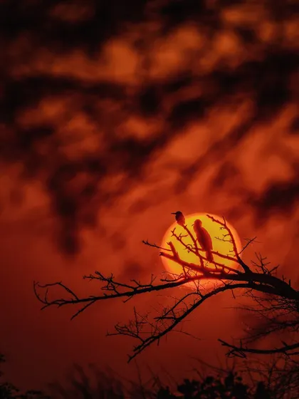 A beautiful sunset silhouette from Bharatpur, with a Kingfisher and a Cormorant sharing a branch. This image speaks of the peaceful coexistence of different species in these rich habitats.