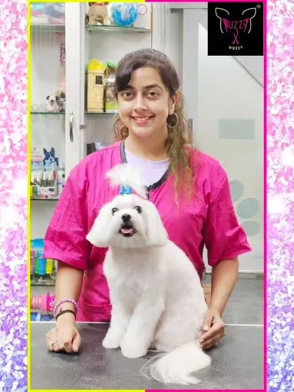 Mavi the Maltese is looking sharp after his summer haircut. This style is practical, comfortable, and incredibly cute.
