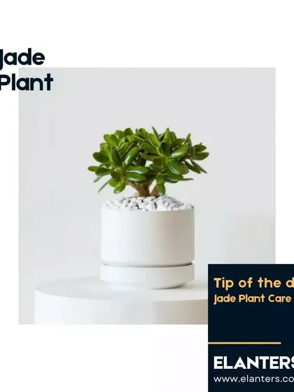 Jade Plant Care Tip: As a succulent, the Jade Plant needs plenty of sunlight and well-draining soil. Be careful not to overwater it; let the soil dry out completely between waterings.