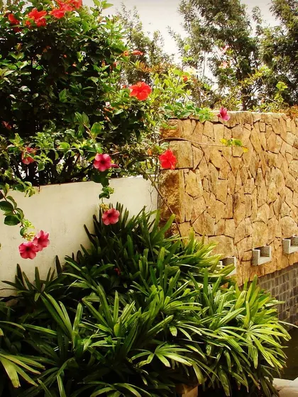 A natural random rubble stone wall paired with flowering shrubs. We often use local stone in our Bangalore projects, as it is durable, sustainable, and adds a timeless, rustic texture to the garden.
