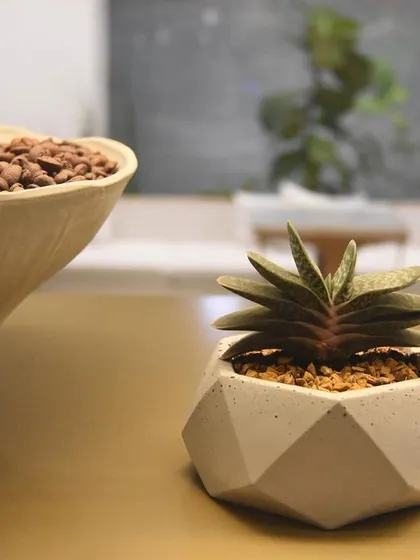 A small succulent in a geometric concrete pot sits on a counter at Araku Coffee. These tiny, low maintenance indoor plants are perfect for adding subtle decorative elements to tables and shelves in a busy cafe environment.
