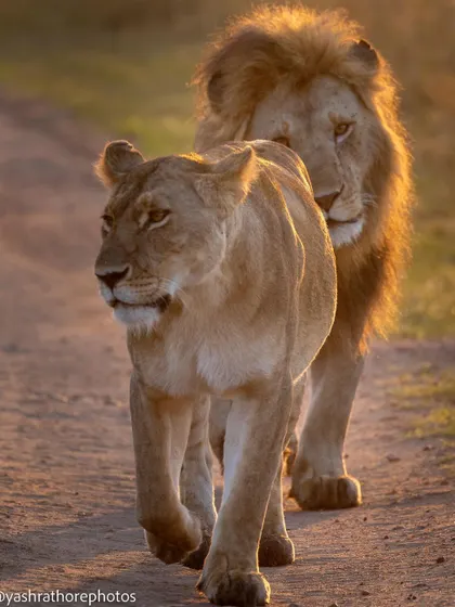 A lion and lioness, a courtship pair, walk down a track in the beautiful golden light of early morning. These are the romantic, story-filled moments we seek to capture on safari.