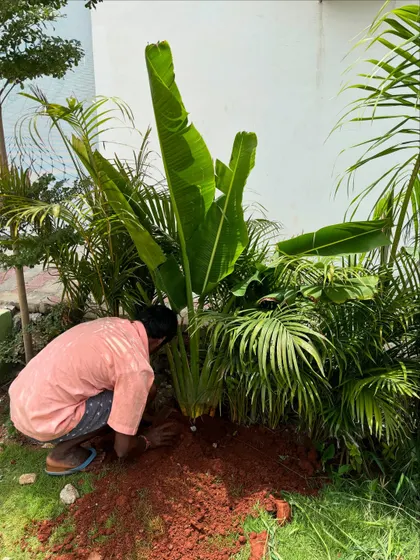 A member of our team planting a large Bird of Paradise. This physical work, connecting with the soil and the plants, is a fundamental part of our craft and our passion.