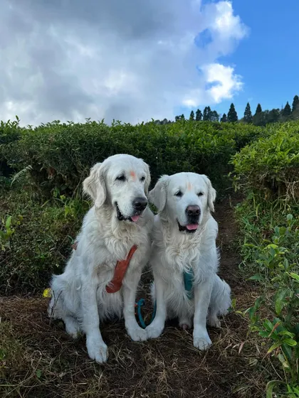 A series of photos from the beautiful Temi Tea Garden in Sikkim. Traveling with dogs often means you get to explore stunning, off-the-beaten-path locations.