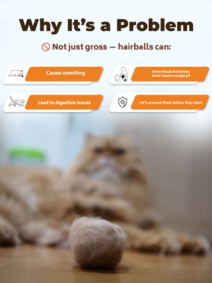Why is it a problem? Hairballs aren't just gross. They can cause vomiting, lead to digestive issues, and in serious cases, even block intestines and require surgery. Prevention is key.