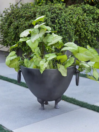 Here is our sculptural planter in an outdoor setting. Its wide mouth is perfect for larger plants, and the charcoal finish contrasts beautifully with lush greenery.