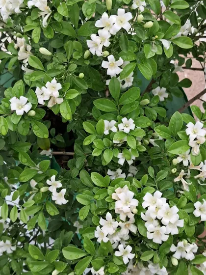 My Madhukamini plant, full of fragrant flowers.