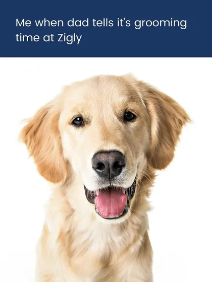 This happy face says it all. We love seeing pets get excited for their grooming appointments because they know they're in for a day of pampering, treats, and lots of positive attention.