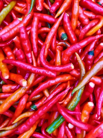 Vibrant red chillies, ready to be made into a fiery pickle or ground into masala. The colour is all natural.