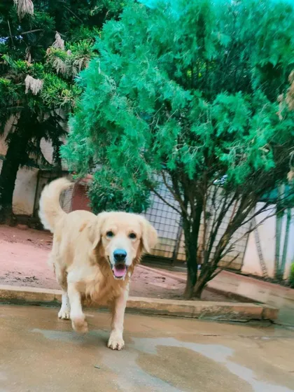 This Golden Retriever's happy expression says it all. We create an environment where dogs can truly thrive.