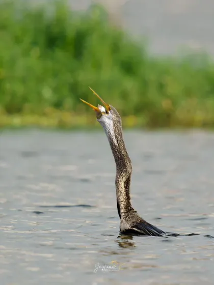 The darter prepares to catch the fish it has tossed in the air, its beak wide open.
