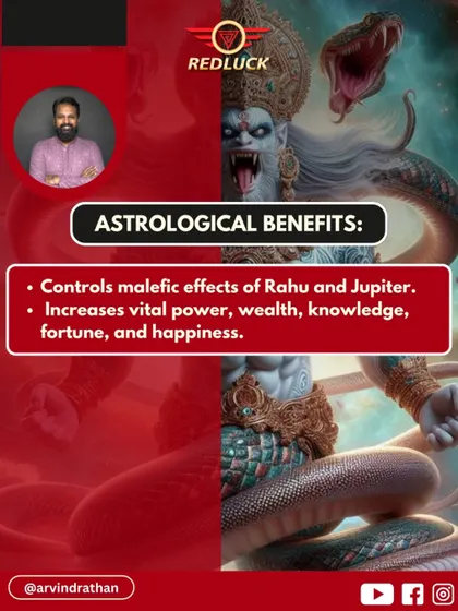 Astrologically, the 5 Mukhi Rudraksha is powerful for controlling the malefic effects of both Rahu and Jupiter. It is known to increase vital power, wealth, knowledge, and happiness by balancing these planetary energies.