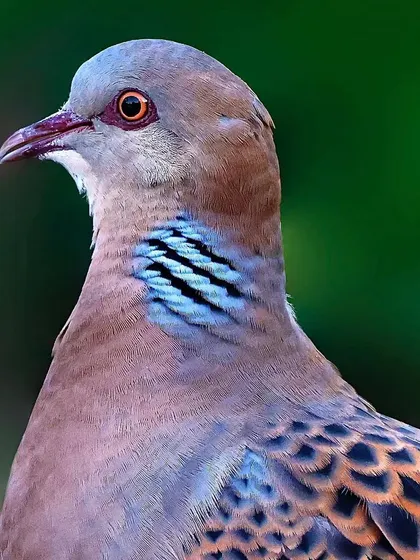 A Turtle Dove, highlighting the iridescent blue and black patch on its neck. The soft, pastel colors of its head and breast are beautifully rendered.