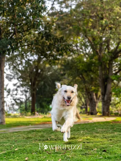 A Golden Retriever mid-run, looking absolutely joyful. The lush green background and his happy expression make this a classic, beautiful outdoor portrait.