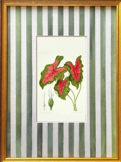 An experimental piece where I framed a botanical illustration of a Caladium with a hand-painted green and white striped mount, adding a fresh, graphic quality to the artwork.